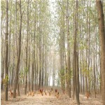 养殖场风光