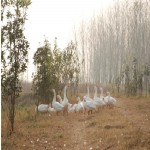 养殖场风光