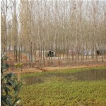 养殖场风光