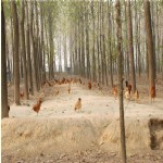 养殖场风光